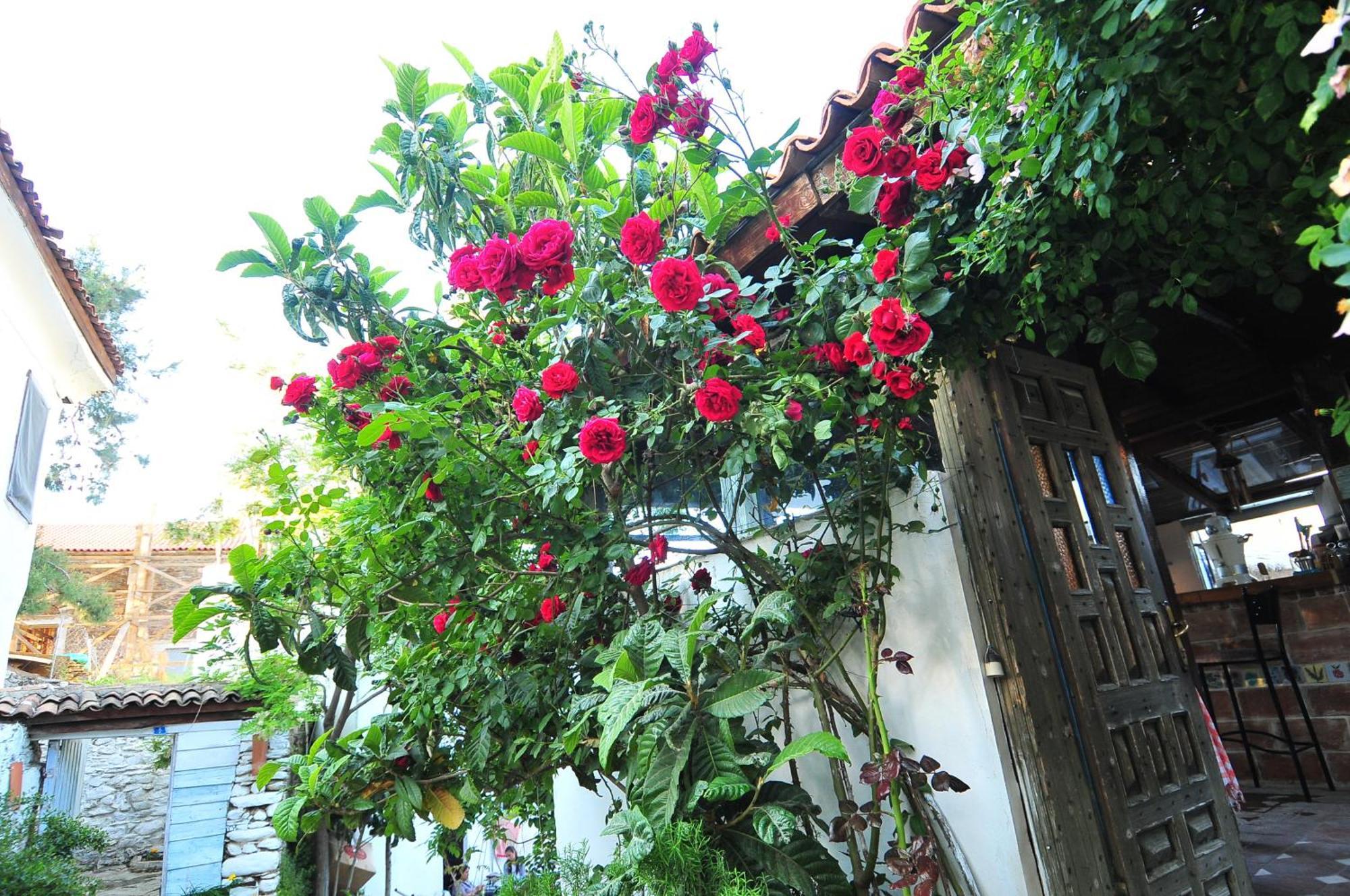 Kirkinca Hotel Selcuk Exterior photo